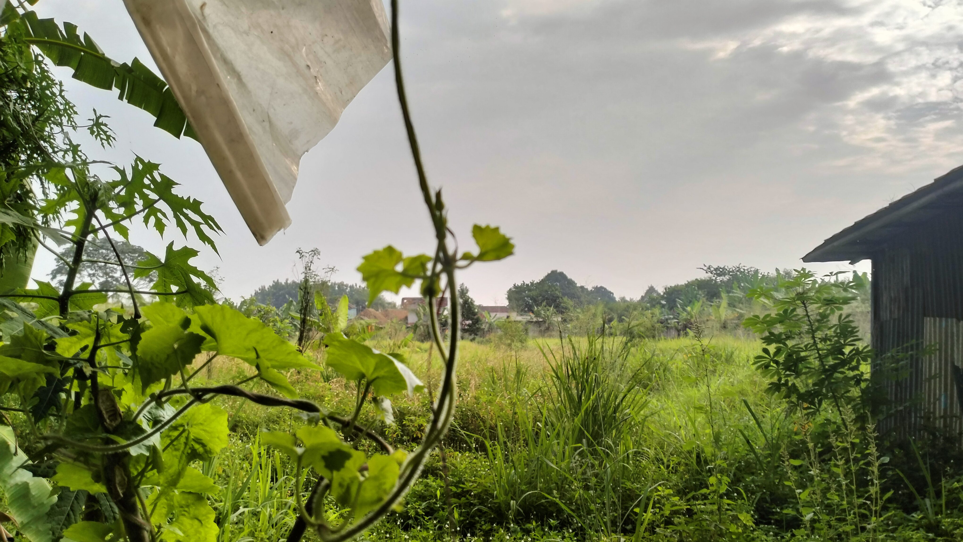 DIJUAL KAVLING 4.100 METER PERSEGI JL. RAYA CIFOR BOGOR BARAT - Foto 3