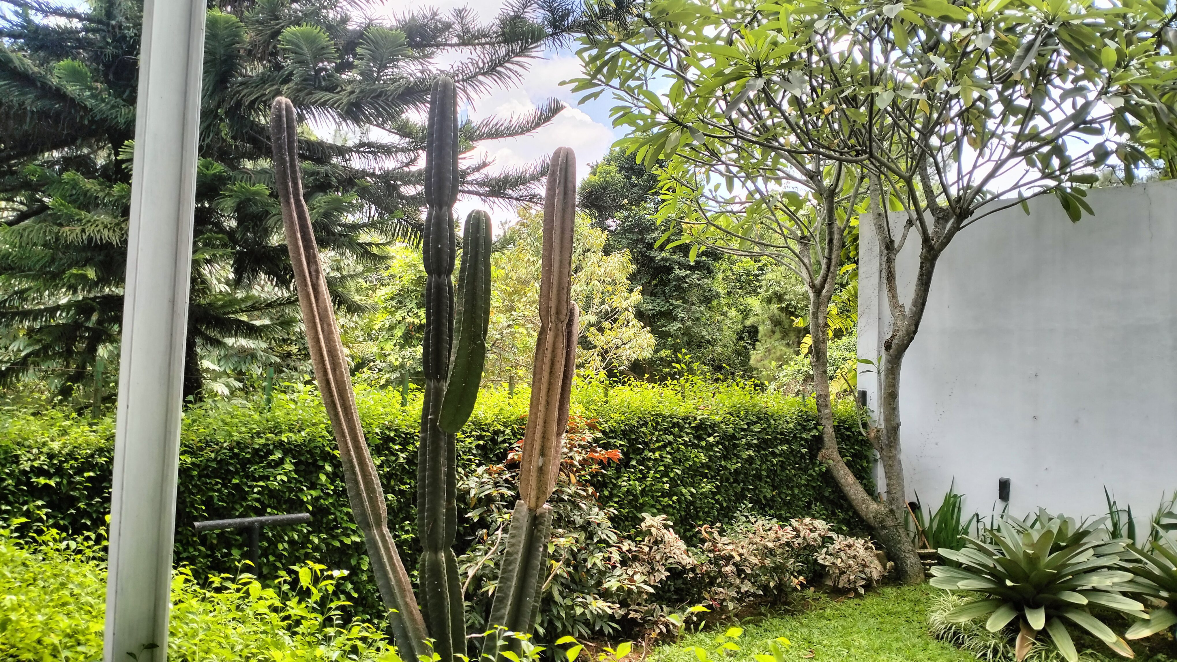 RUMAH DIJUAL KWALITAS EROPA CLUSTER ASTER GOLF DANAU BOGOR RAYA KABUPATEN BOGOR - Foto 6