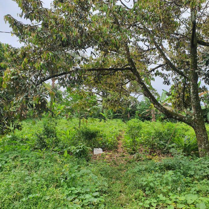 Dijual TANAH - Foto 3