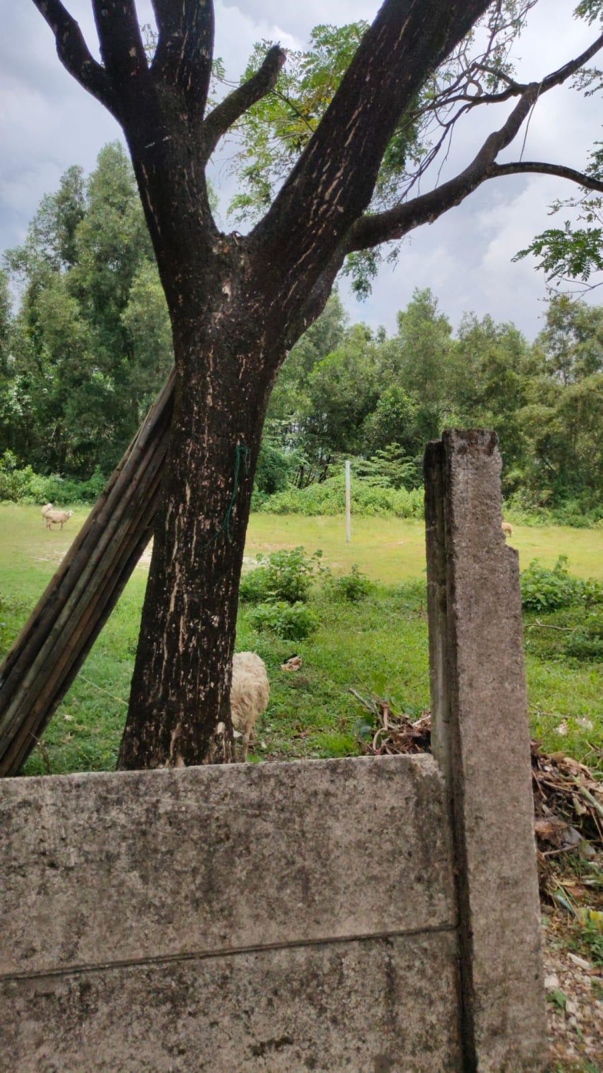 Dijual Lahan 7.3 ha Di Karawang Barat - Foto 4