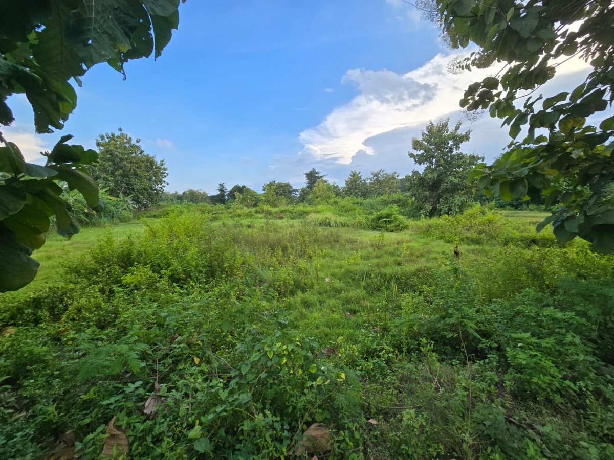 Tanah Murah Dekat Sungai Bengawan Solo, Cocok Untuk Rumah Tinggal, Perumahan, Ruang Usaha