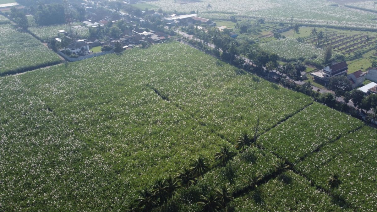 Jual Tanah Lokasi Ds Pancir Gondanglegi Kab. Malang, Jawa Timur