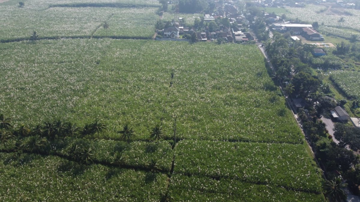 Jual Tanah Lokasi Ds Pancir Gondanglegi Kab. Malang, Jawa Timur - Foto 2