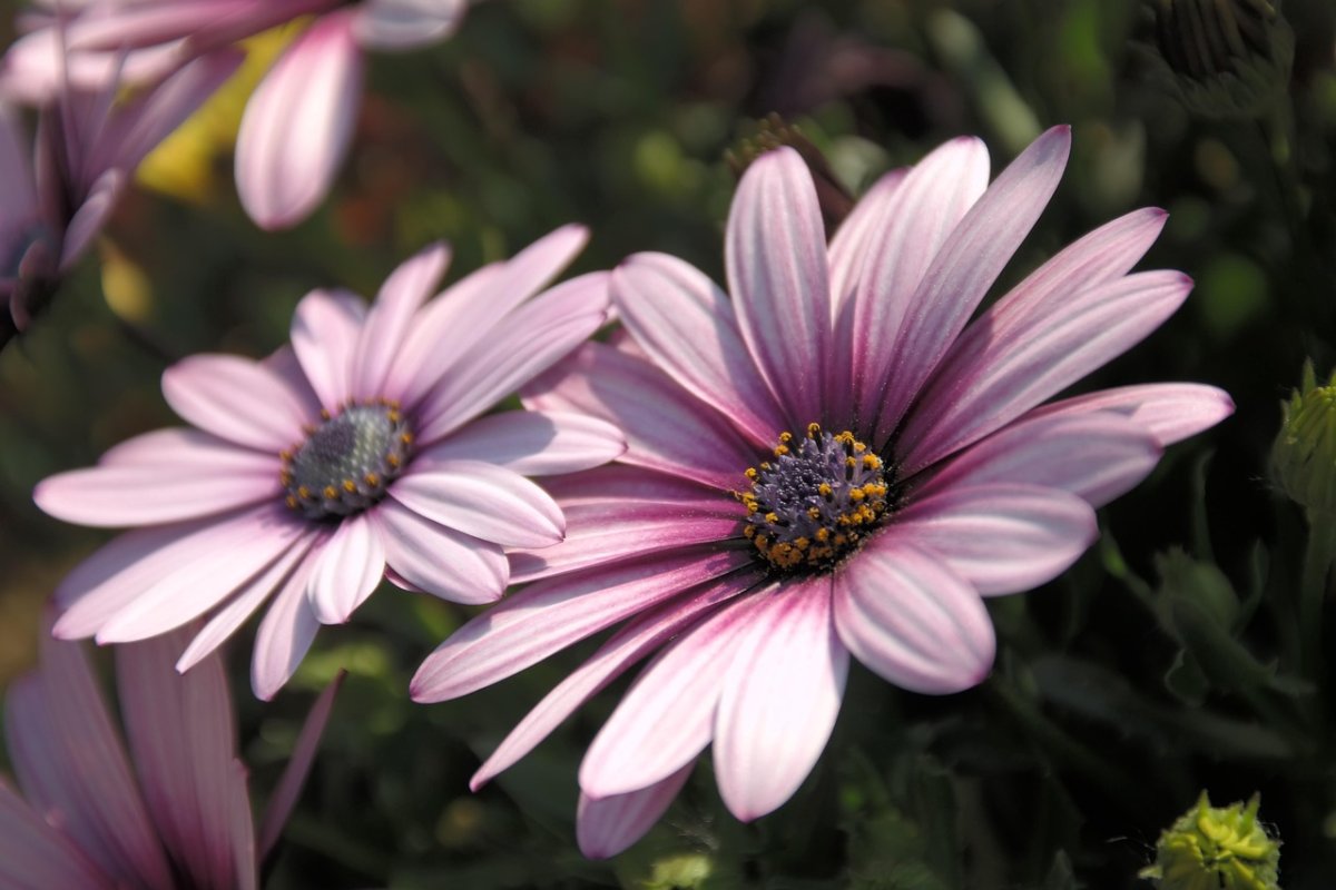 JUAL CEPAT, RUMAH 2 LANTAI, LT 465 M2, LOKASI PREMIUM STRATEGIS, PANCORAN INDAH, JAKARTA SELATAN