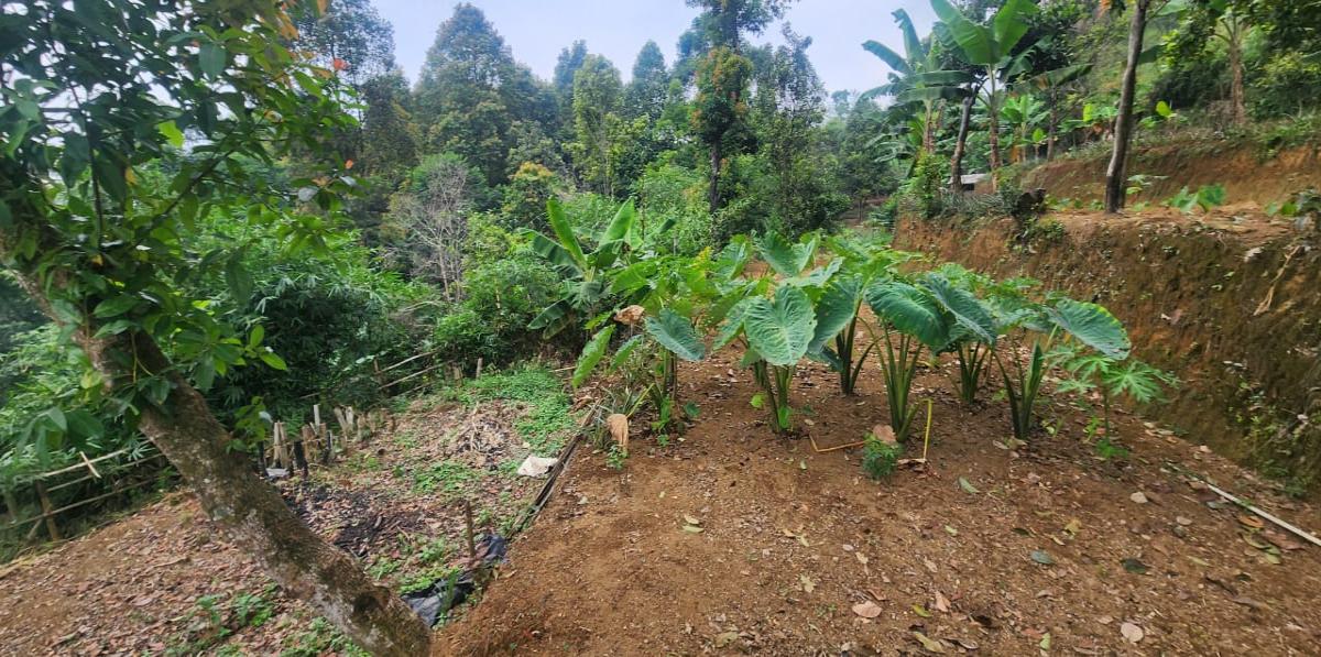 Dijual Tanah Luas dan Strategis - Tajur Halang, Cijeruk , Kota Bogor - Foto 2