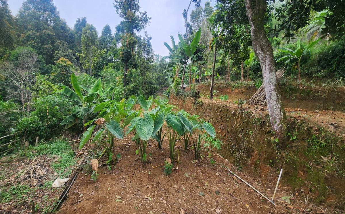 Dijual Tanah Luas dan Strategis - Tajur Halang, Cijeruk , Kota Bogor - Foto 7