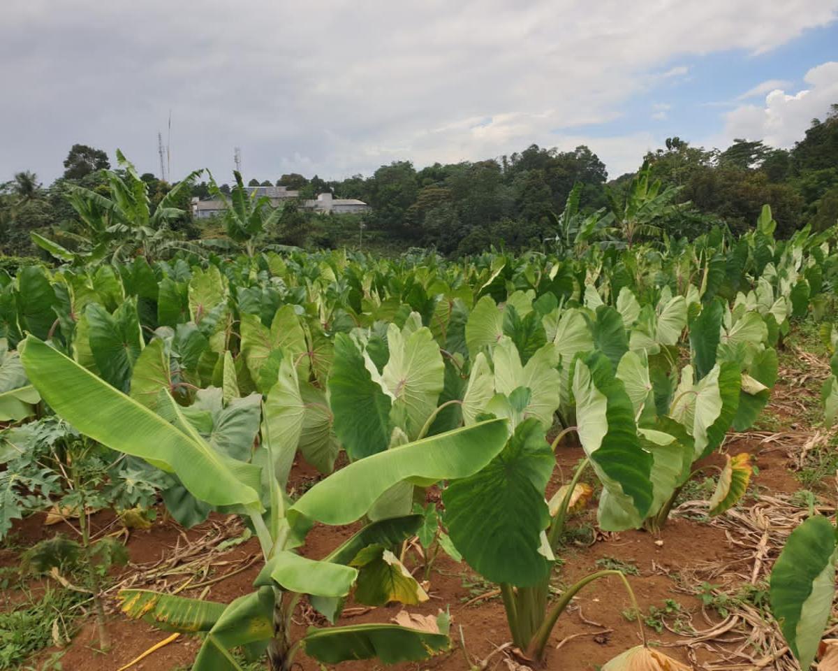 Tanah Strategis di Muara Sari Tajur Bogor Selatan - Peluang Investasi Terbaik - Foto 8