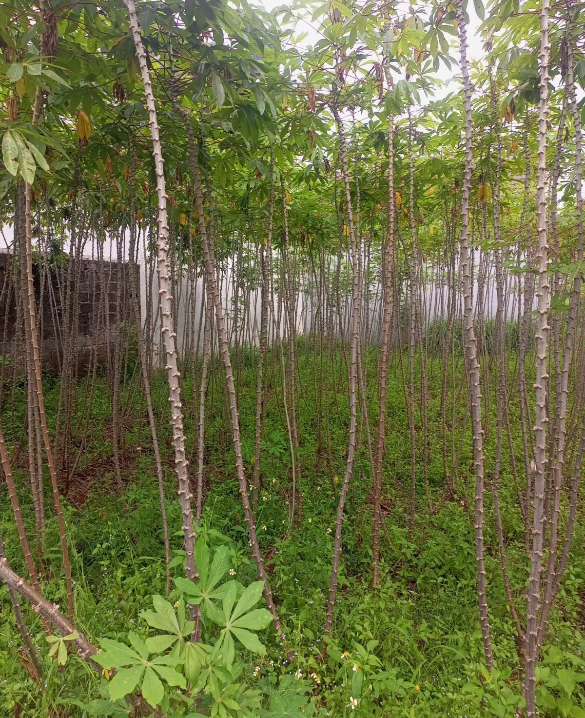 Tanah Premium di Cluster Macara Grand Sentul City – Investasi Strategis di  Sukaraja, Bogor - Foto 2