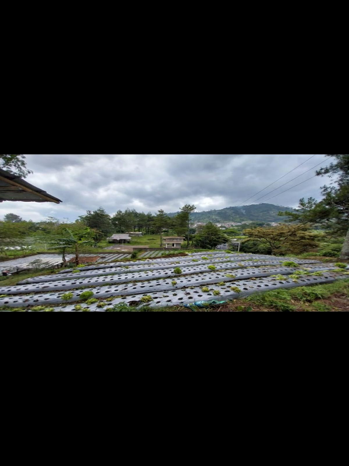 Dijual Tanah pinggir Jalan dekat ke Tangkuban Perahu Bandung - Foto 2