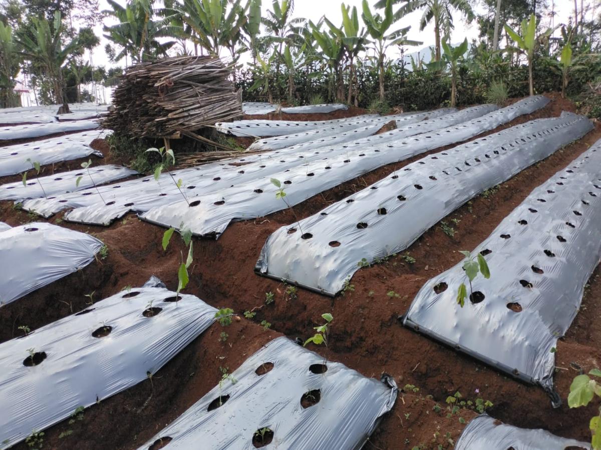 Dijual lahan subur di daerah Pamulihan Sumedang Jawa BArat - Foto 4