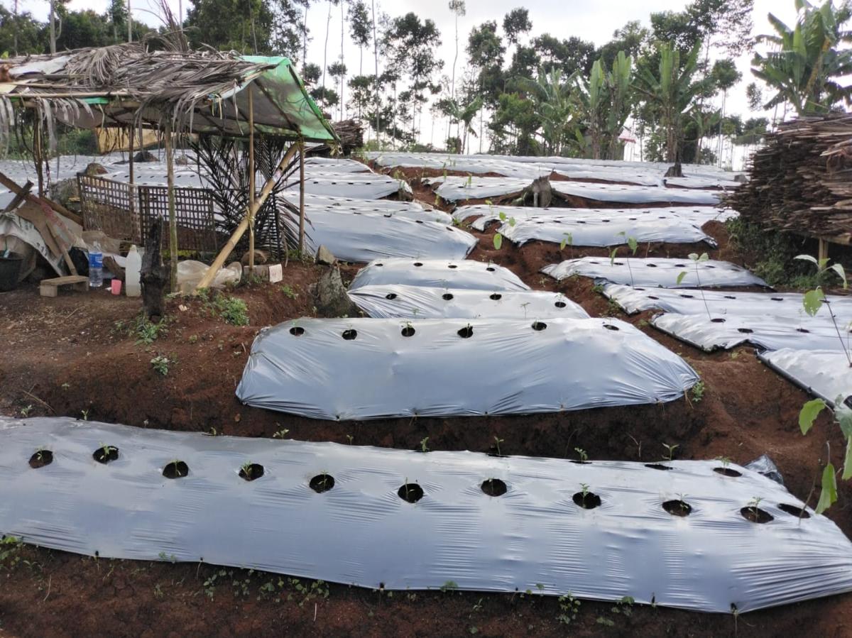 Dijual lahan subur di daerah Pamulihan Sumedang Jawa BArat - Foto 5