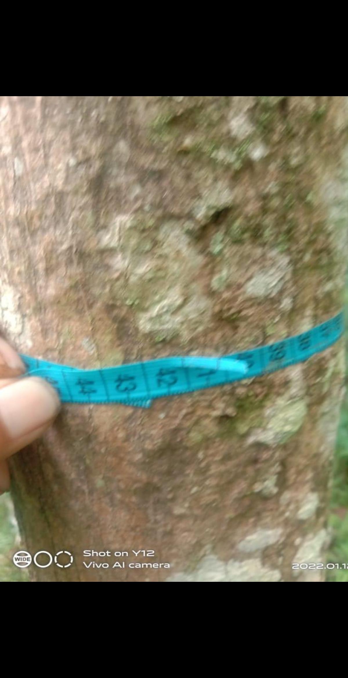 Kebon Jati 16 tahun, agrobisnis dan wisata,  di dekat pantai di Anyer, Merak - Foto 3