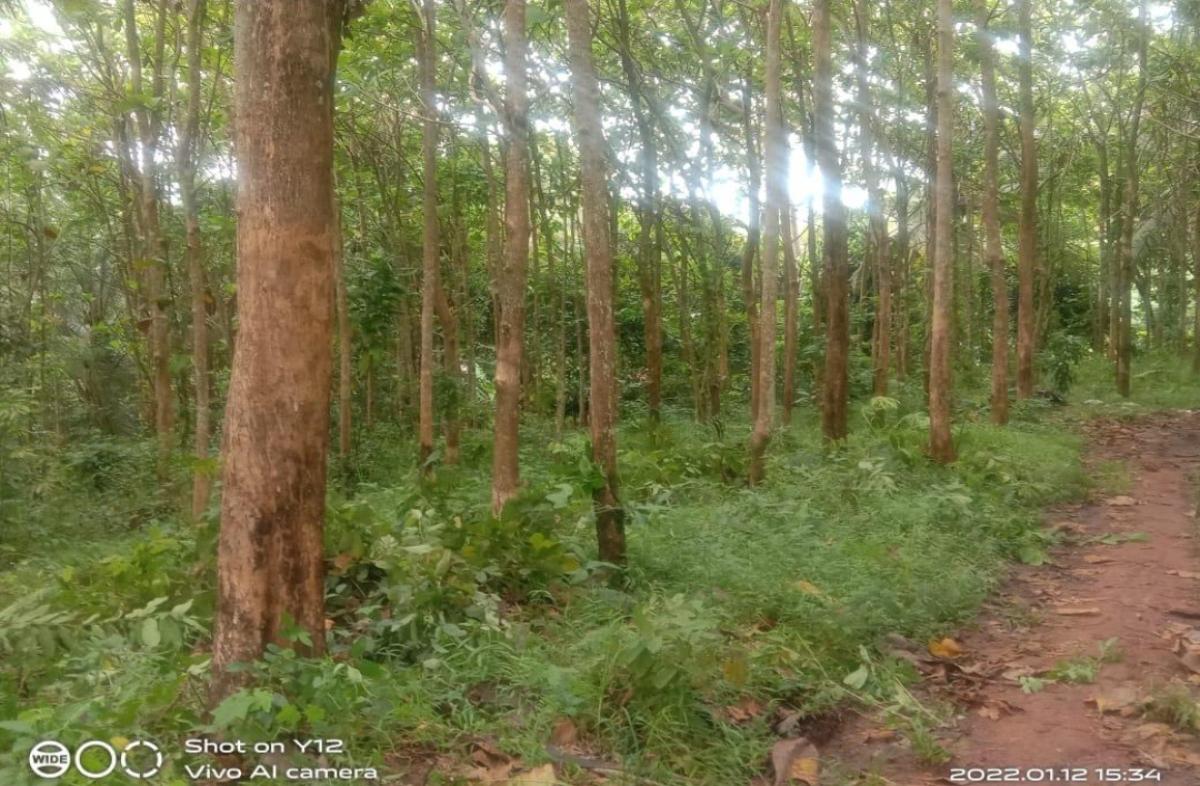 Kebon Jati 16 tahun, agrobisnis dan wisata,  di dekat pantai di Anyer, Merak - Foto 4