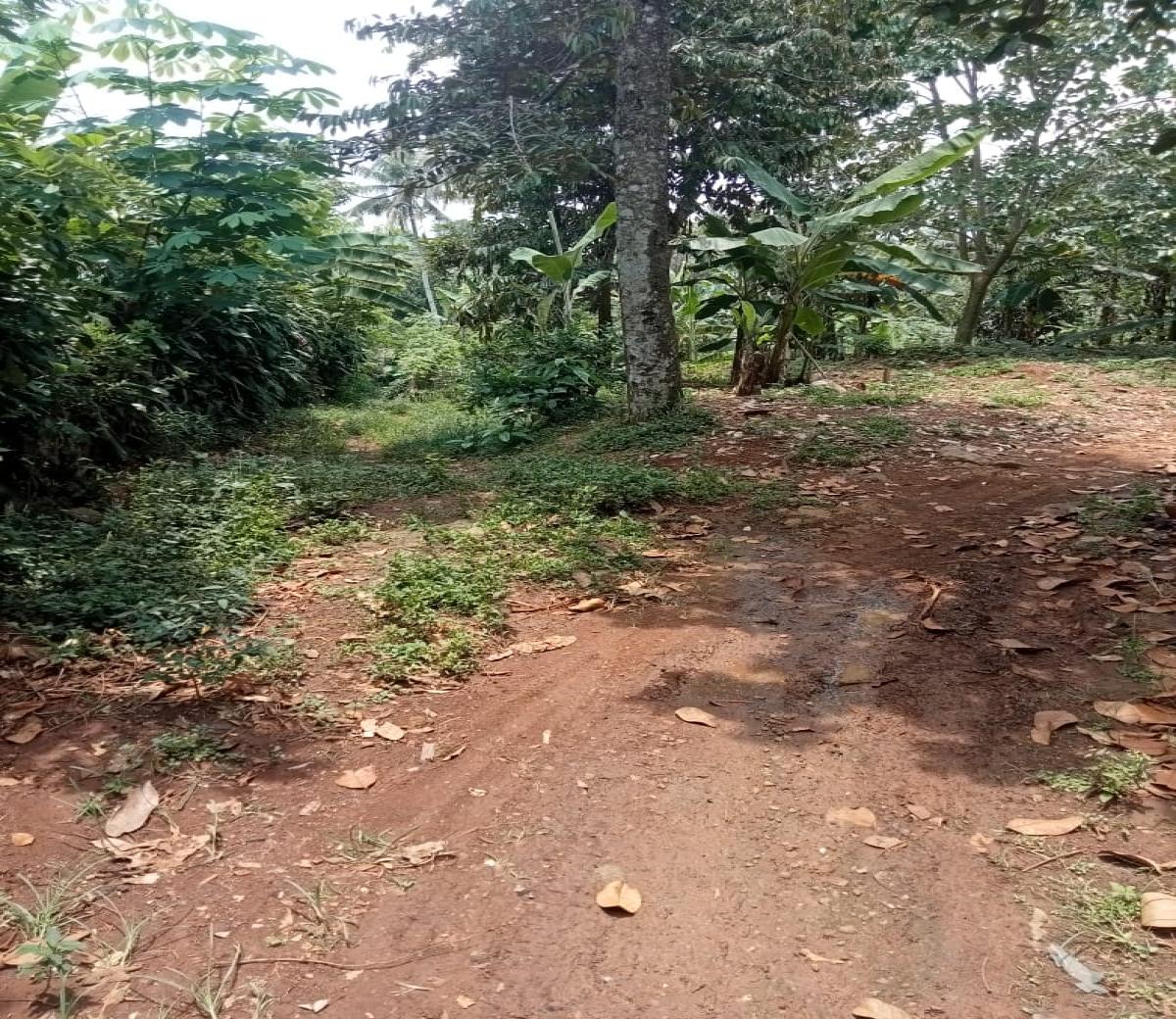 Dijual tanah kebun di KaryaMekar Cariu Bogor Jawa Barat - Foto 3