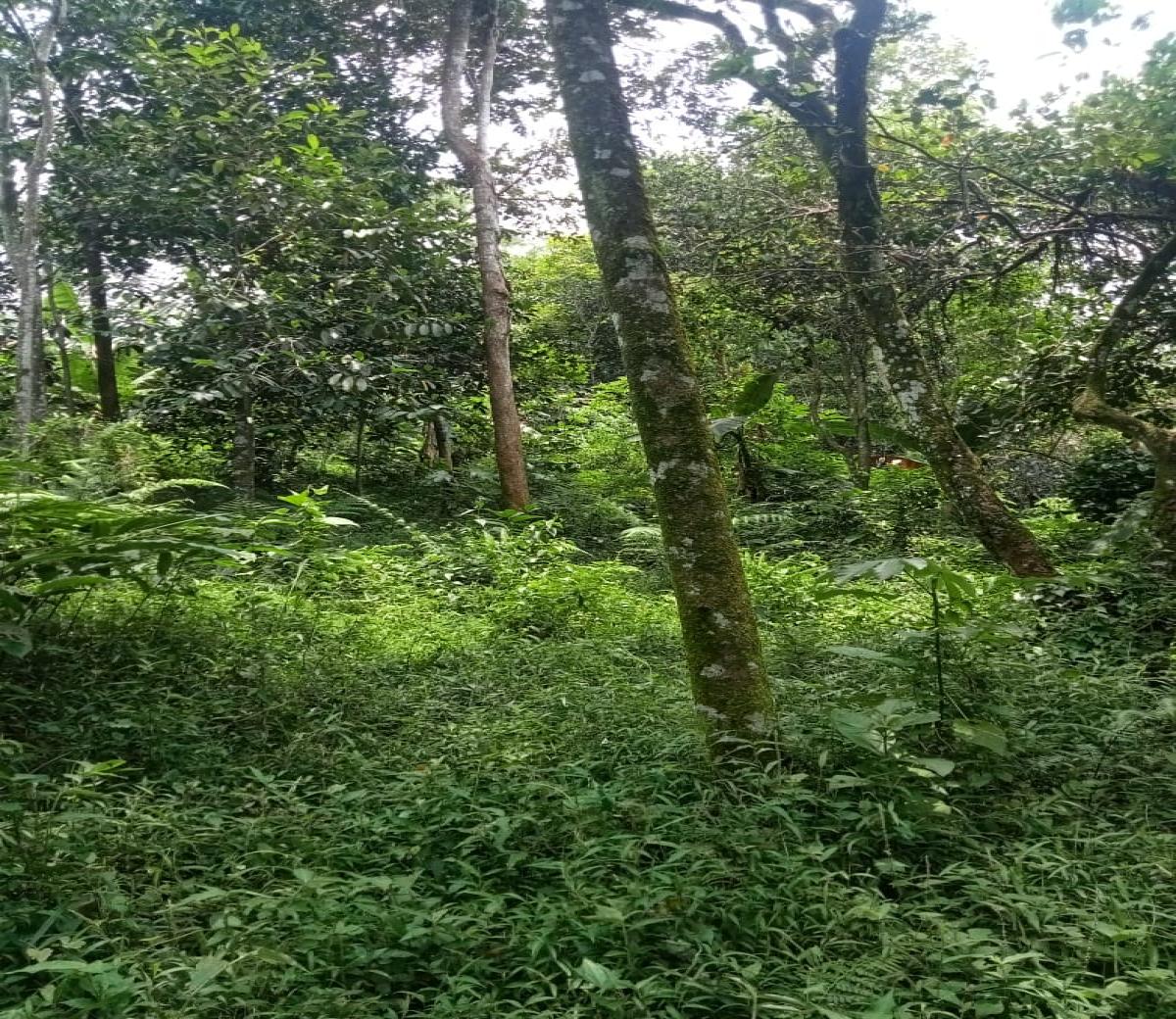 Dijual tanah kebun di KaryaMekar Cariu Bogor Jawa Barat - Foto 6