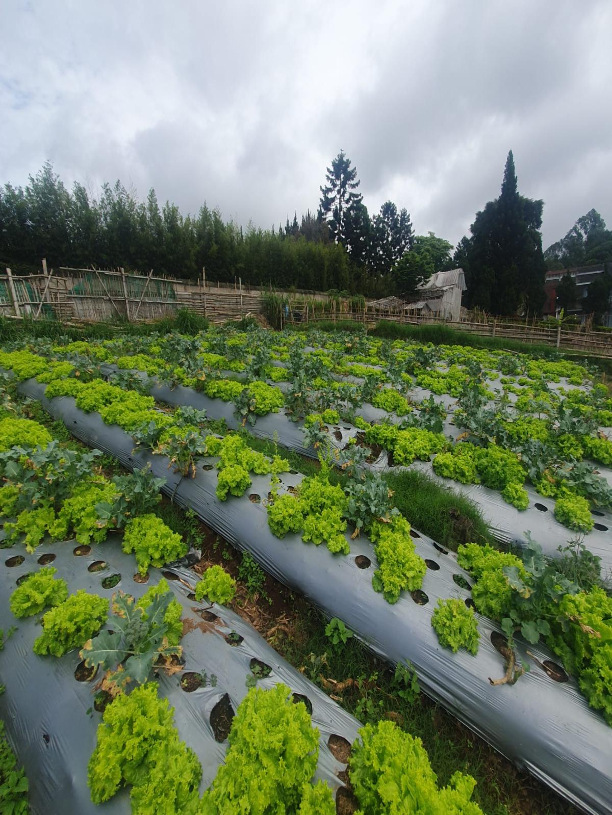 Tanah Asri Bandung - Foto 5