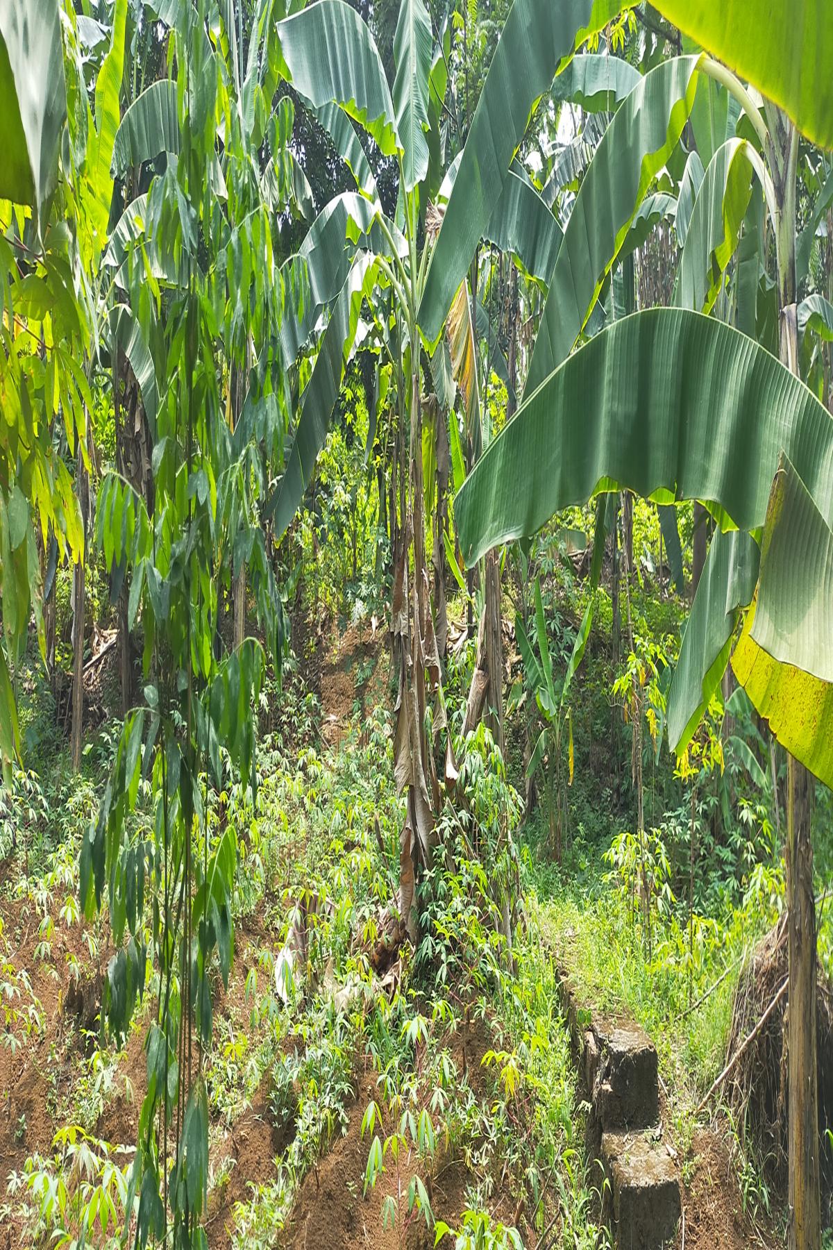 Kavling 4.000 Meter Persegi Dalam Cluster Perumahan Taman Yasmin Sektor 2 Bogor Barat - Foto 3