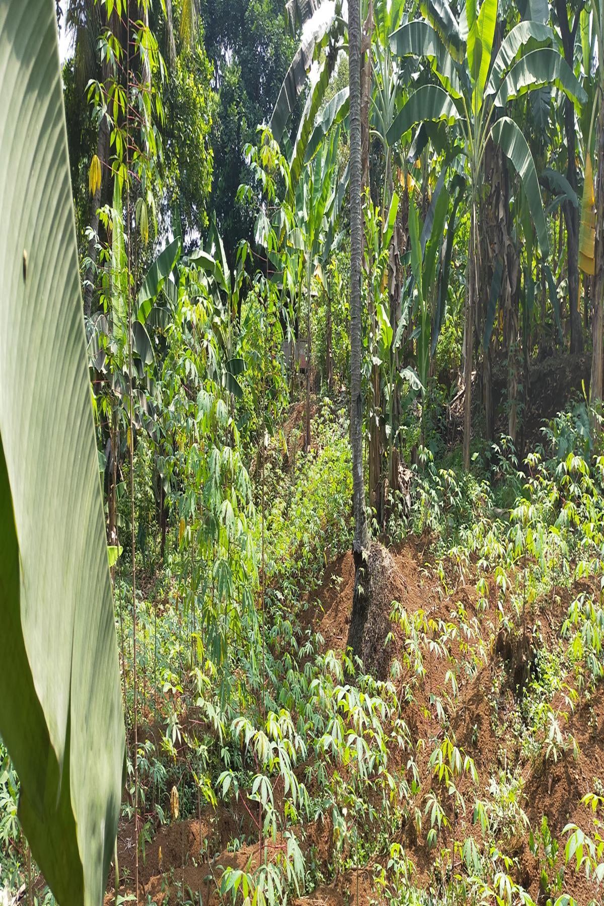 Kavling 4.000 Meter Persegi Dalam Cluster Perumahan Taman Yasmin Sektor 2 Bogor Barat - Foto 4
