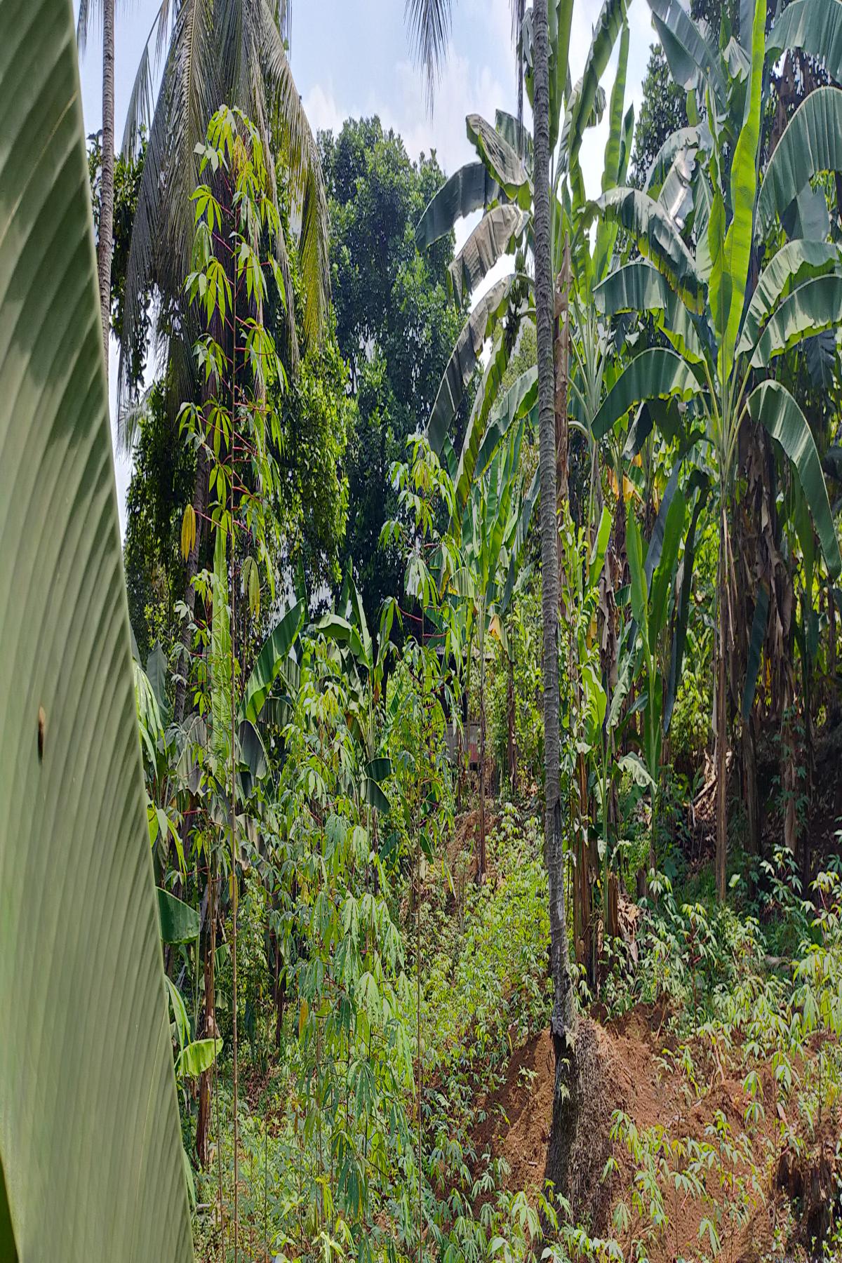 Kavling 4.000 Meter Persegi Dalam Cluster Perumahan Taman Yasmin Sektor 2 Bogor Barat - Foto 5