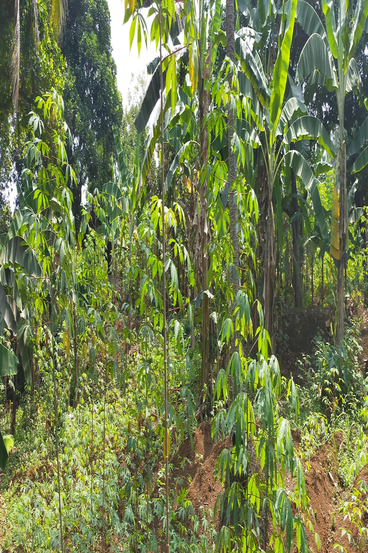Kavling 4.000 Meter Persegi Dalam Cluster Perumahan Taman Yasmin Sektor 2 Bogor Barat - Foto 7