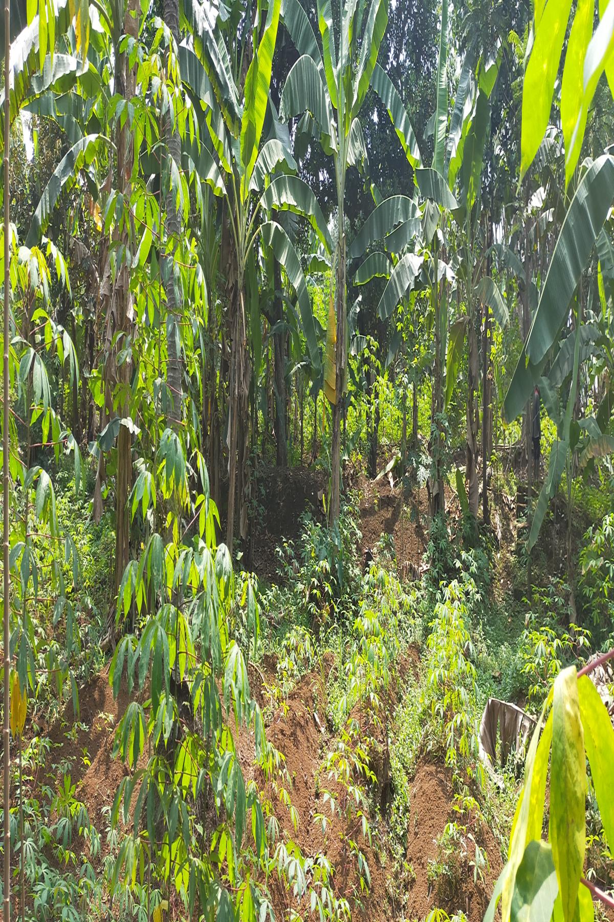 Kavling 4.000 Meter Persegi Dalam Cluster Perumahan Taman Yasmin Sektor 2 Bogor Barat - Foto 8