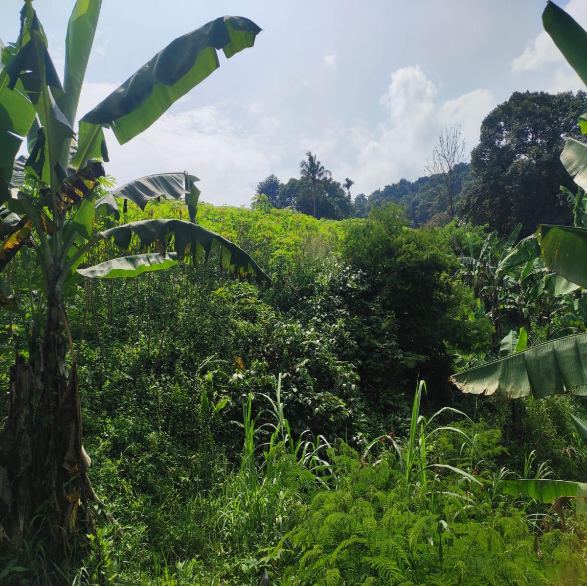 Dijual Tanah View Alam di Cibanon – Cocok untuk Villa, Homestay, atau Kebun - Foto 5