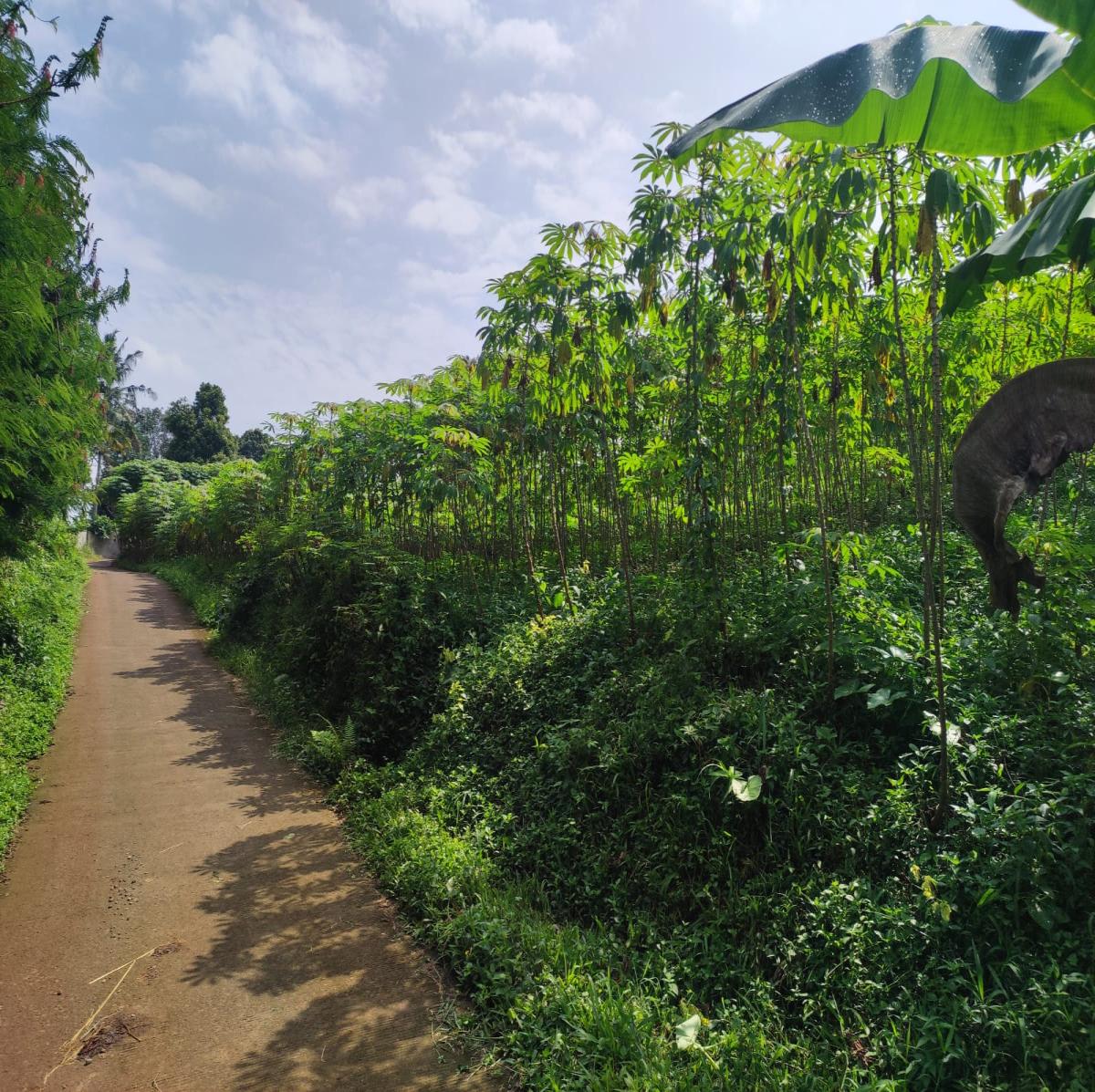 Dijual Tanah View Alam di Cibanon – Cocok untuk Villa, Homestay, atau Kebun - Foto 6