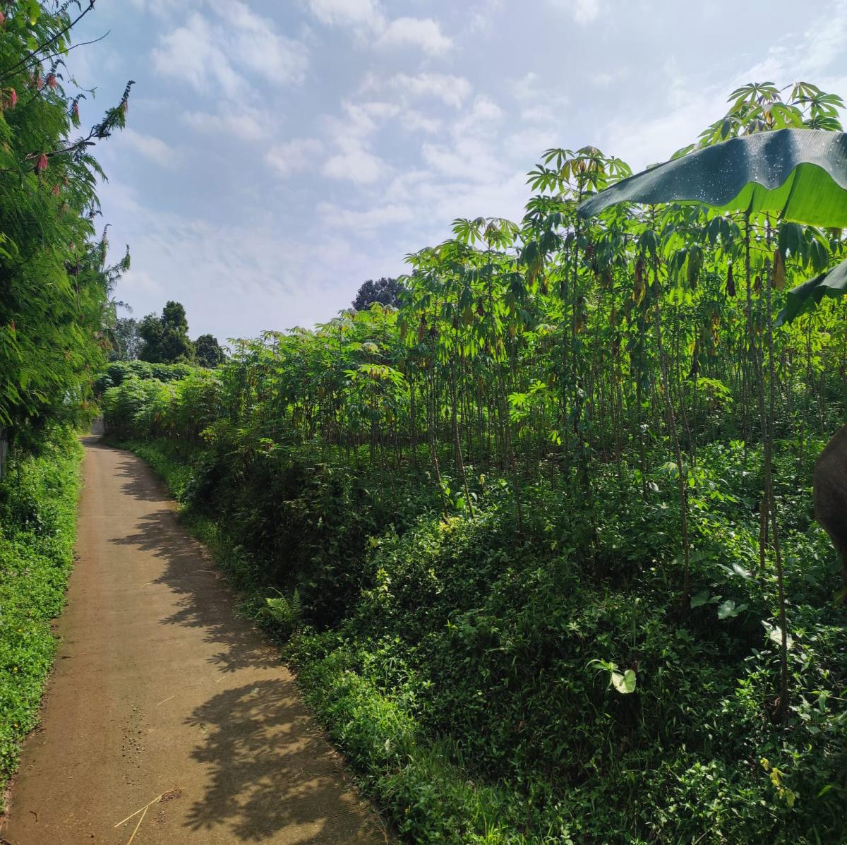 Dijual Tanah View Alam di Cibanon – Cocok untuk Villa, Homestay, atau Kebun - Foto 7