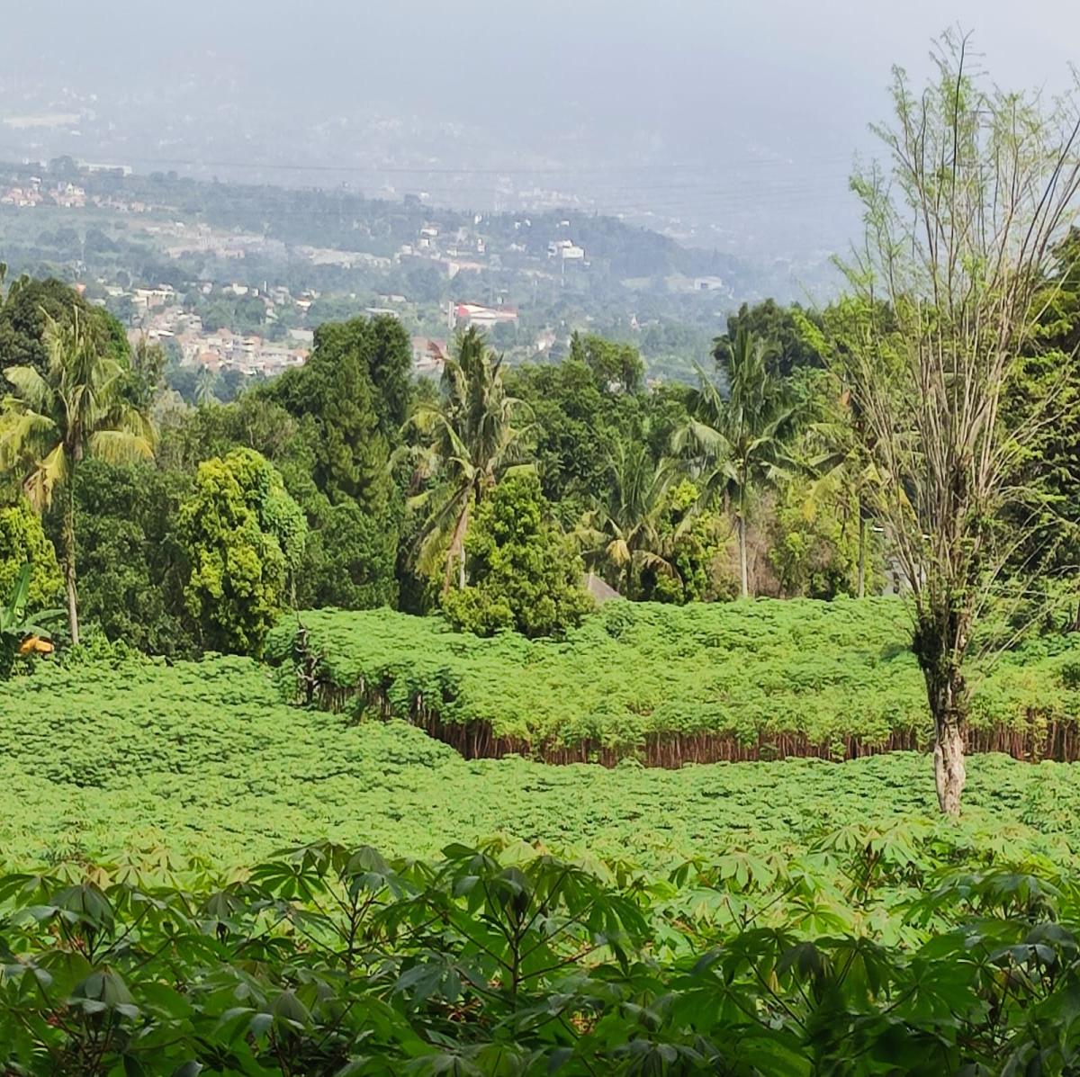 Dijual Tanah View Alam di Cibanon – Cocok untuk Villa, Homestay, atau Kebun - Foto 9