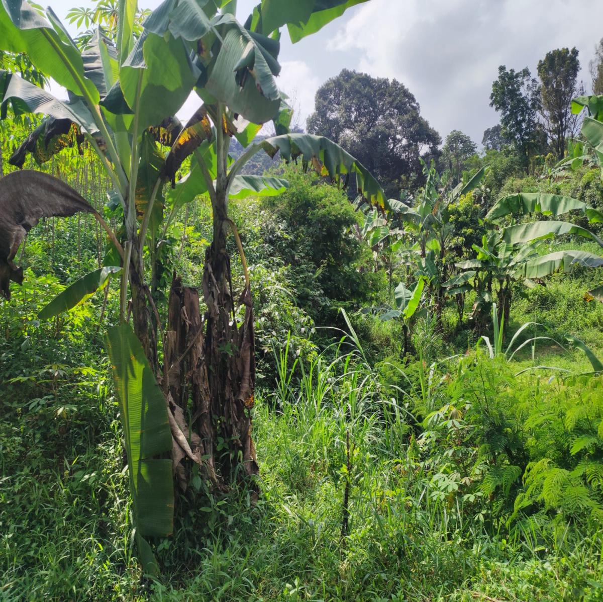 Dijual Tanah View Alam di Cibanon – Cocok untuk Villa, Homestay, atau Kebun - Foto 10