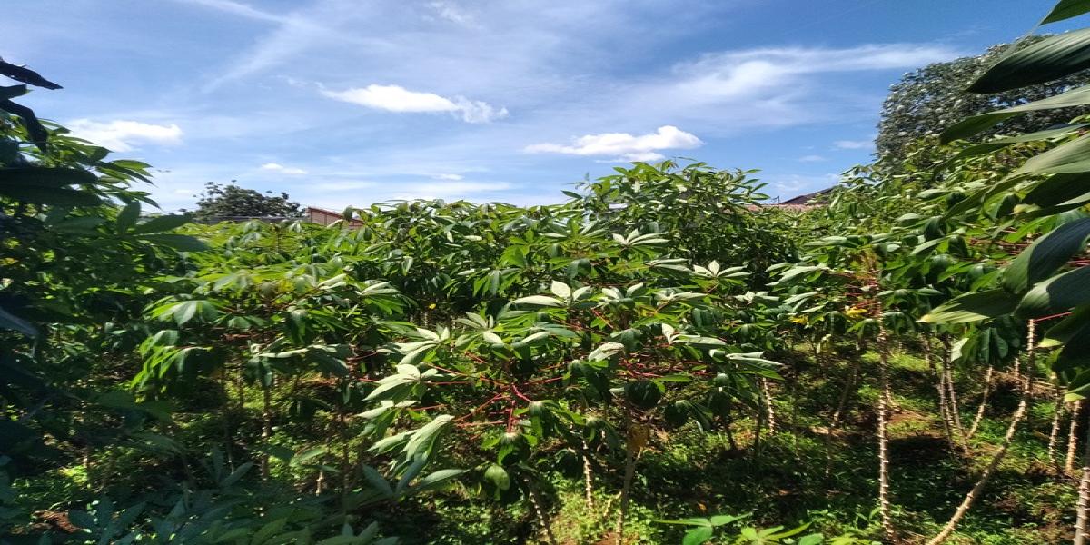 Jual Cepat! Tanah Luas 4.825 M2 di Perumahan Menteng Asri, Strategis! - Foto 9