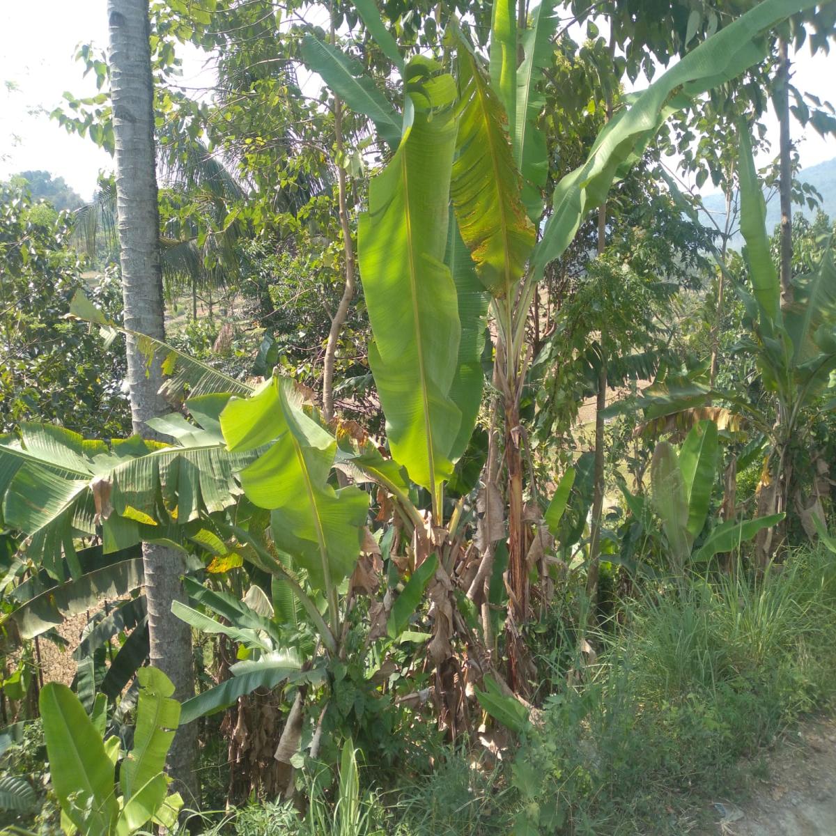 Dijual Tanah Akses Mobil Puncak Bogor Jawa Barat - Foto 2