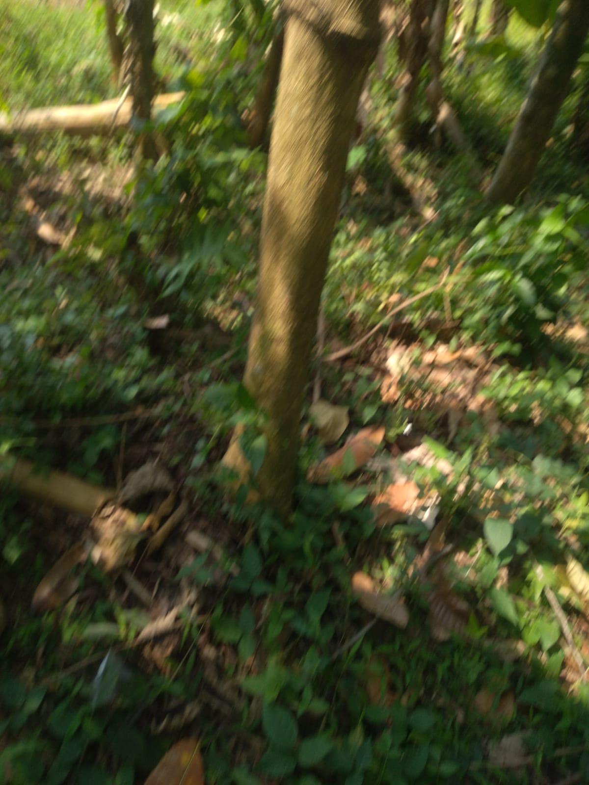 Dijual Tanah Akses Mobil Puncak Bogor Jawa Barat - Foto 3