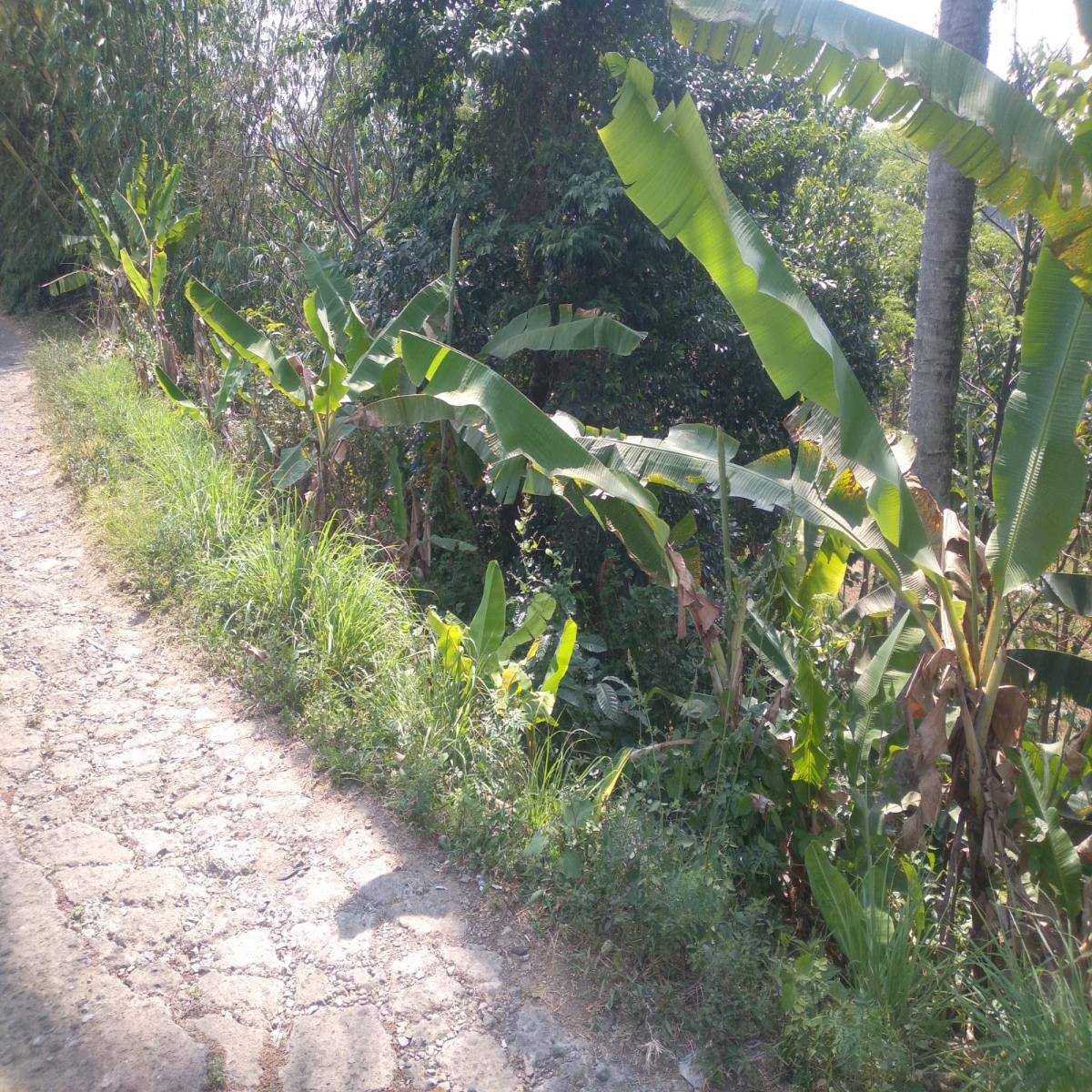 Dijual Tanah Akses Mobil Puncak Bogor Jawa Barat - Foto 4