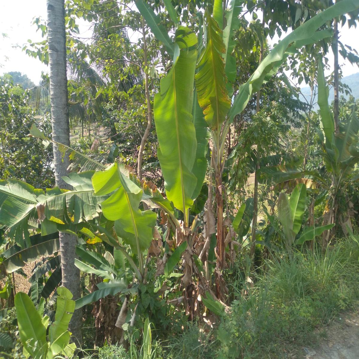 Dijual Tanah Akses Mobil Puncak Bogor Jawa Barat - Foto 5