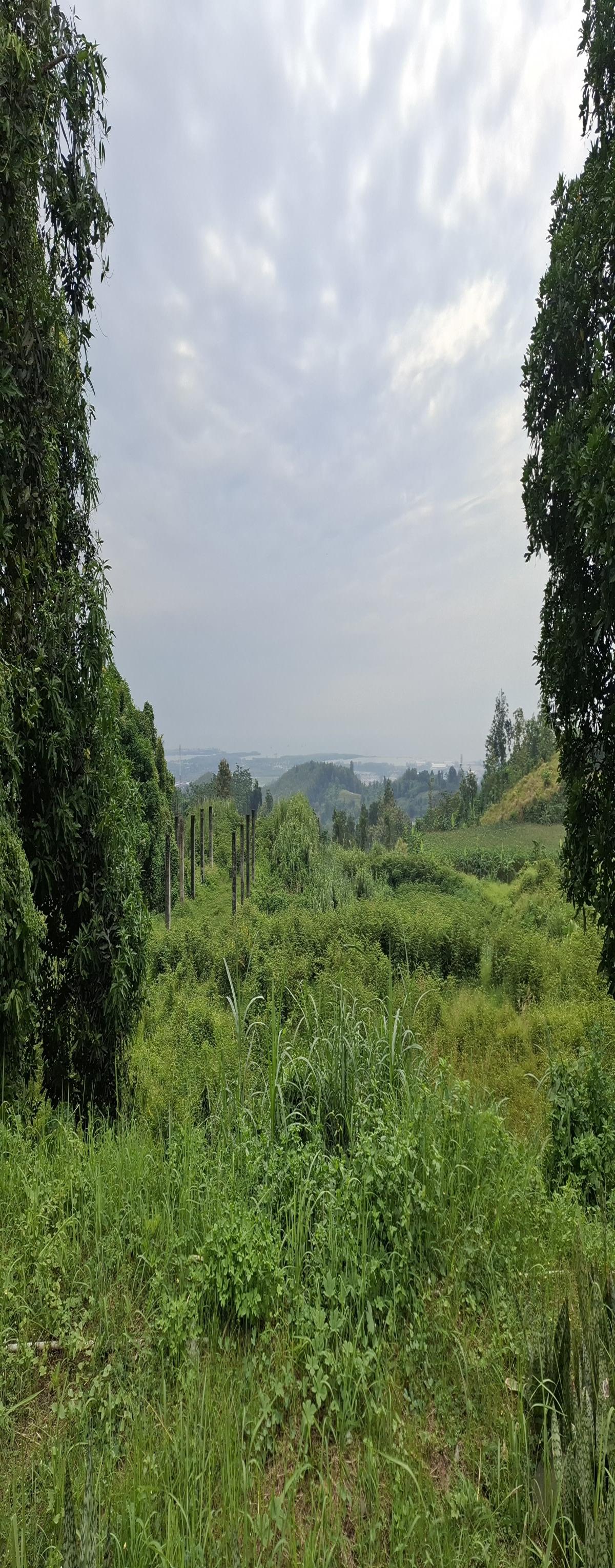 Tanah Luas di Ngaliyan 2 hektar, 1,3 juta per meter Semarang Bisa nego - Foto 2