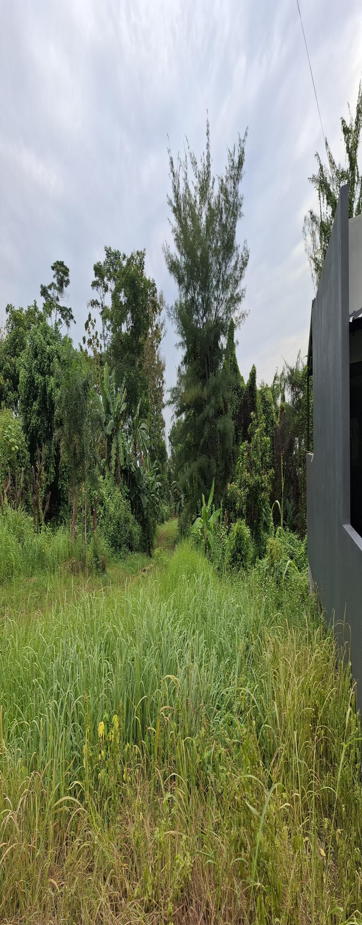 Tanah Luas di Ngaliyan 2 hektar, 1,3 juta per meter Semarang Bisa nego - Foto 4