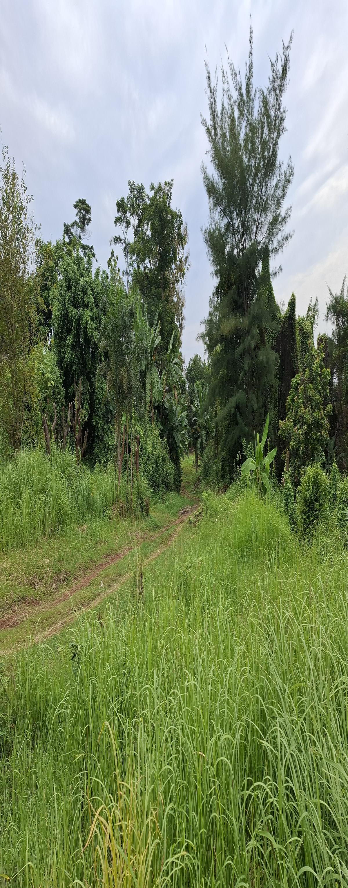 Tanah Luas di Ngaliyan 2 hektar, 1,3 juta per meter Semarang Bisa nego - Foto 5