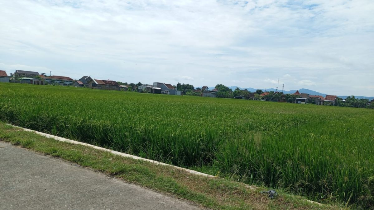 Dijual Tanah Sawah Zona Kuning, Lokasi di Joho - Sukoharjo