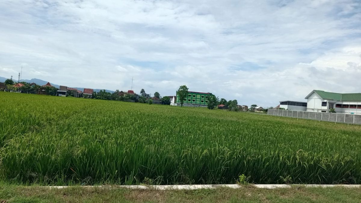 Dijual Tanah Sawah Zona Kuning, Lokasi di Joho - Sukoharjo - Foto 2