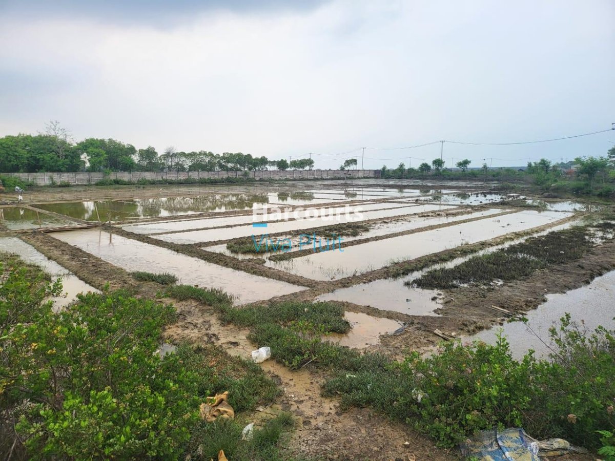 Tanah Blok Asem Gede, Pangenan, Cirebon. Harga Murah Bawah Pasar! - Foto 3