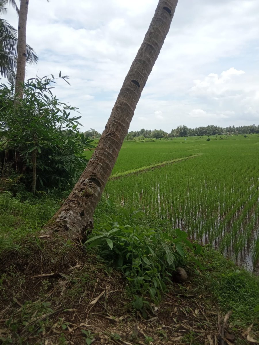 Dijual Tanah Daerah Kampung Domplang Purworejo Kedu Jawa Tengah - Foto 2