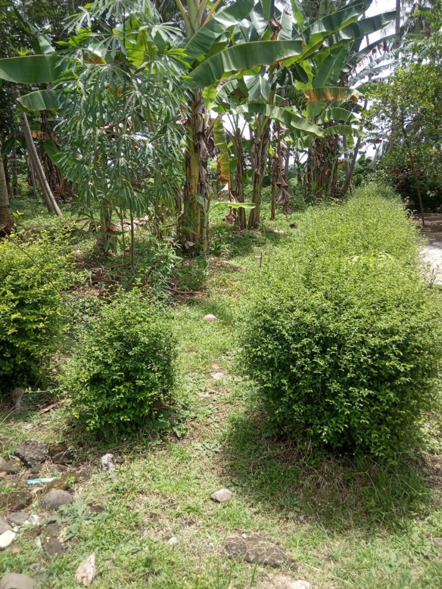 Dijual Tanah Daerah Kampung Domplang Purworejo Kedu Jawa Tengah - Foto 6