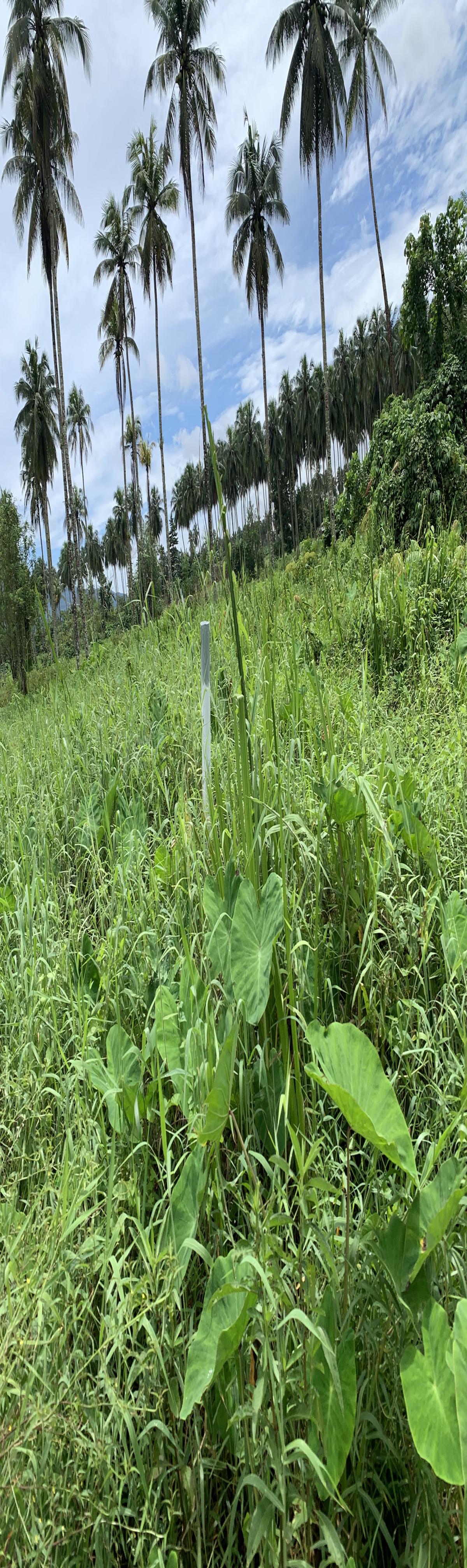 Dijual Tanah 2,7ha premium di Manado - Minahasa Utara - Foto 3