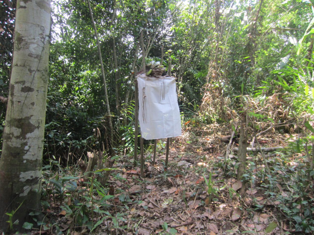 Development Freehold Land – Gianyar - Foto 5