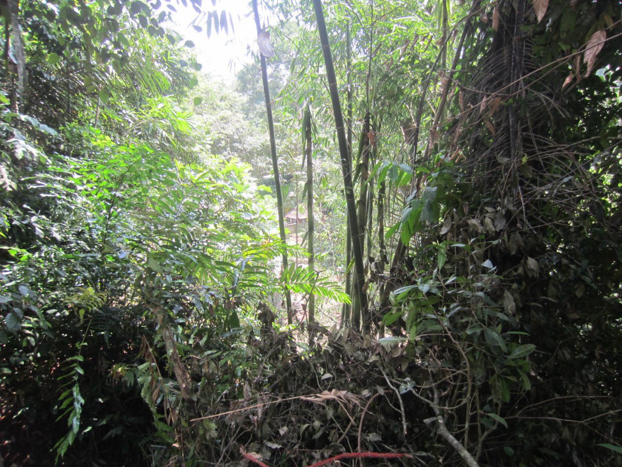 Development Freehold Land – Gianyar - Foto 6