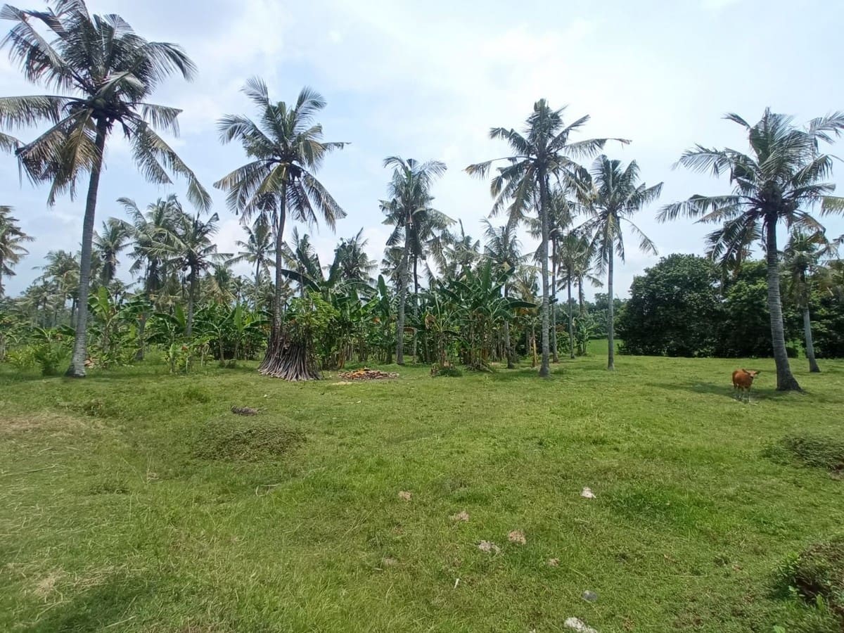 Freehold Land , House, &amp; Factory in Negara - Foto 9