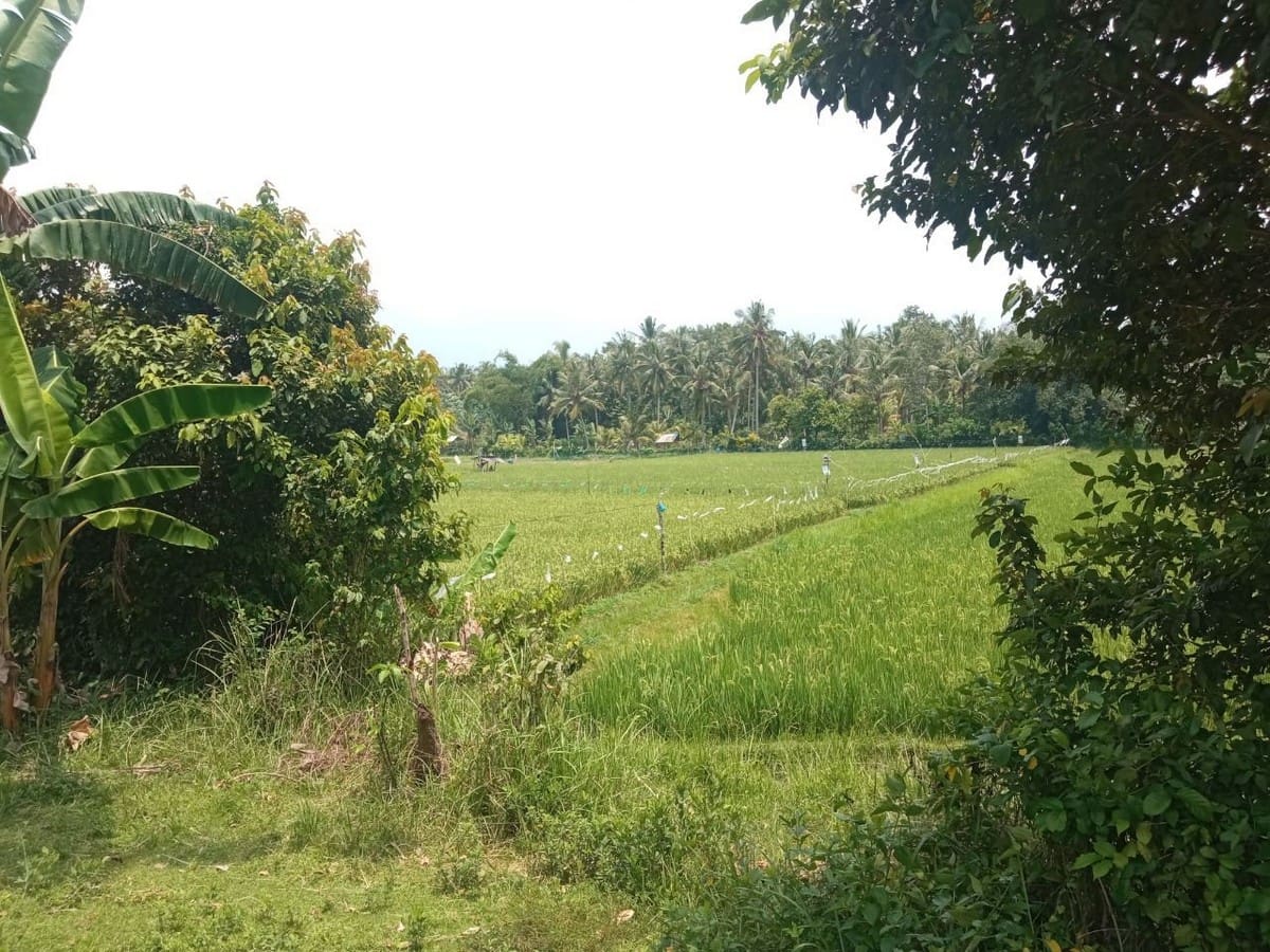 Freehold Land , House, &amp; Factory in Negara - Foto 2